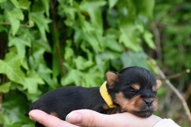 FRITZ YORKIE PUPPIES AVAILABLE