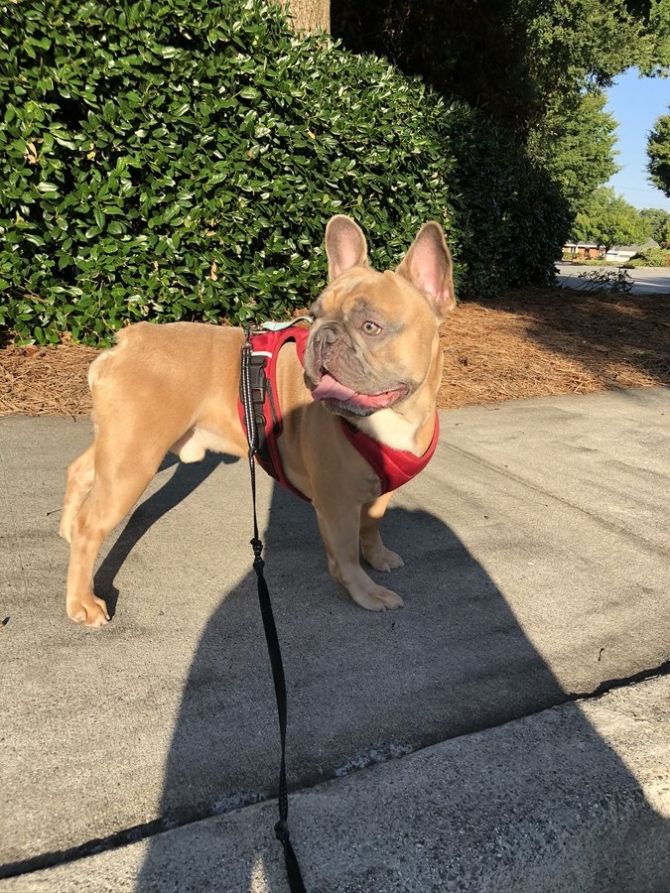 French Bulldog Stud Available Not for sale 