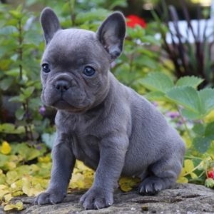 Adorable French Bulldog Puppies For Sale