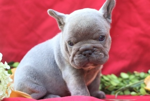 Adorable french bulldog puppies for sale