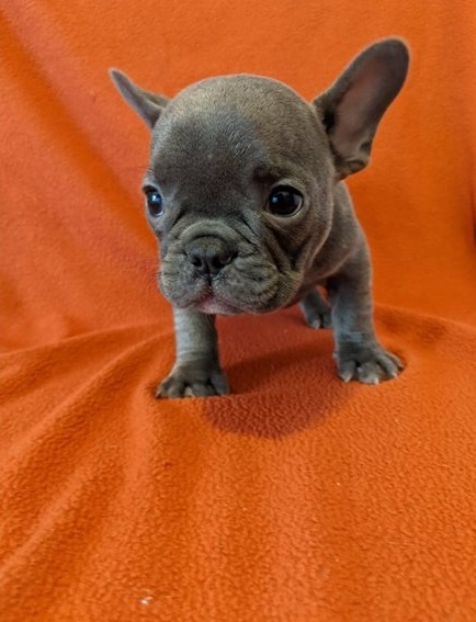 Adorable French Bulldog Puppies For Sale