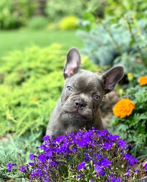 Adorable French Bulldog Puppies For Sale