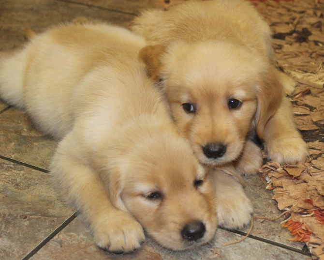 Registered Male and Female Golden Retriever Puppies