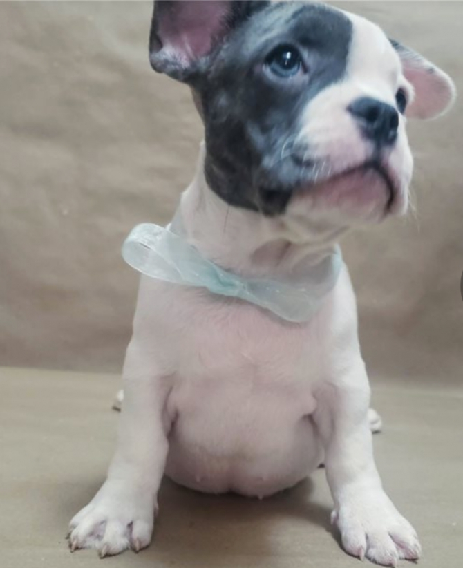 AKC French bull Puppies