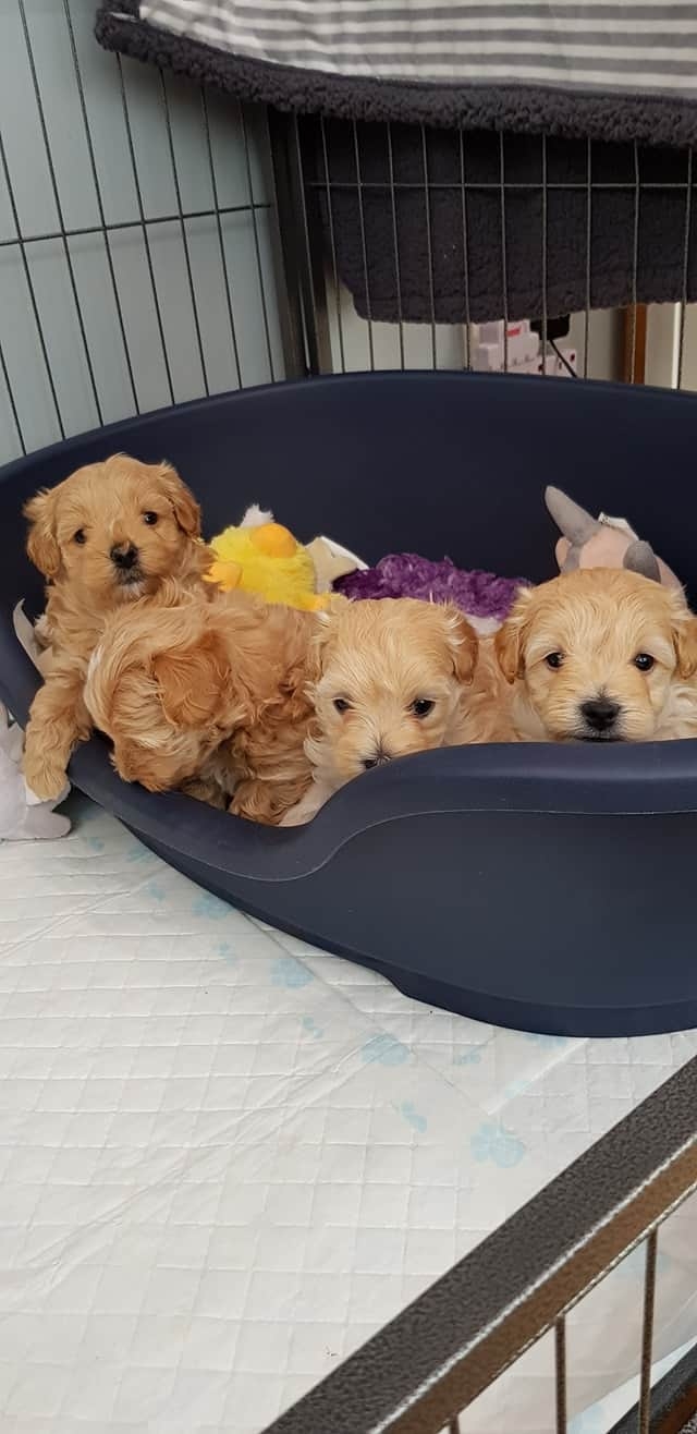 Magnificent Maltipoo Puppies 4 To Any Pets Lovers Home 