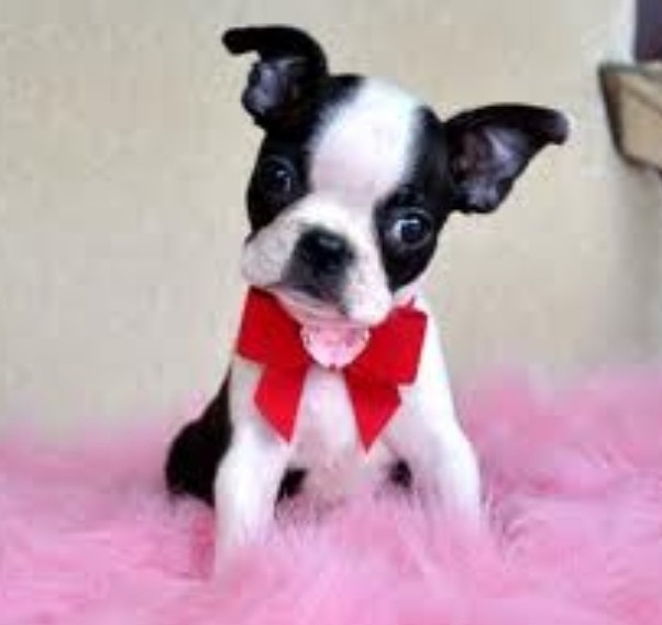 Top Quality Male And Female Boston Terrier Puppies For Sale