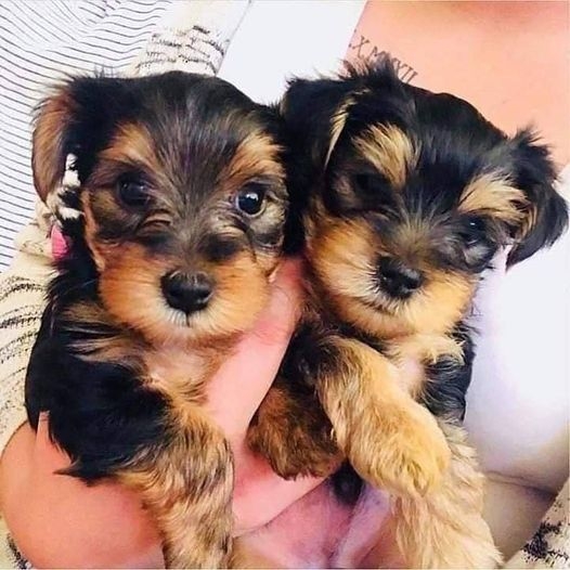 Super Cute Yorkie Puppies For Sale 