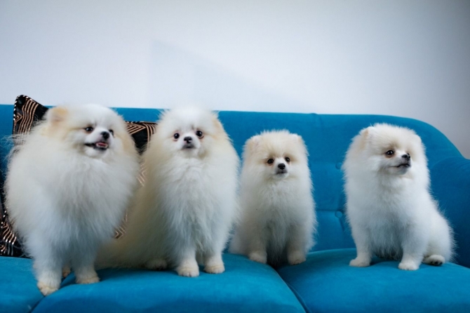 Teacup Pomeranian Puppies into Good homes Only