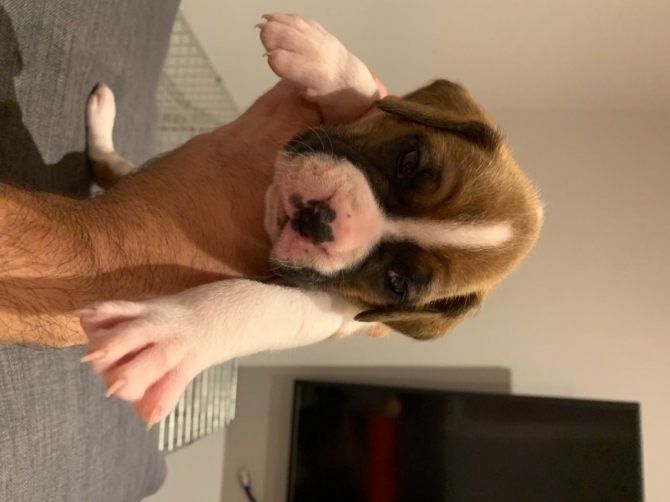 Boxer Puppies For Sale 