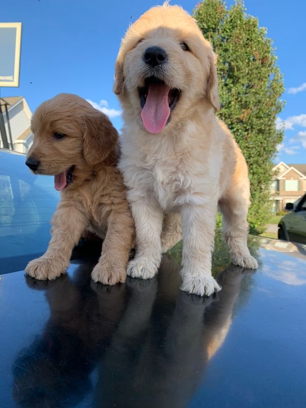 Goldendoodle Puppies Available For Sale