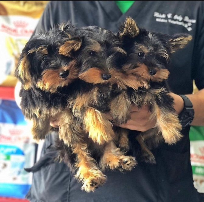 Adorable yorkie puppies available