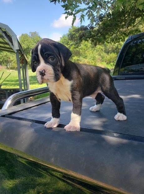 Fantastic boxer puppies available 