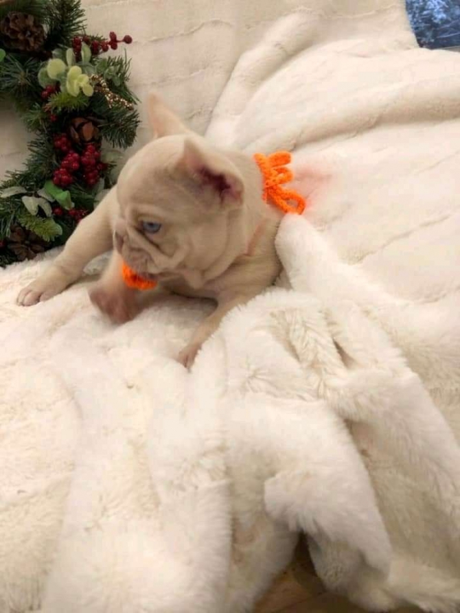 TITLE: LOVELY HOME TRAINED FRENCHIE PUPPIES AVAILABLE FOR REHOMING, TEXT 847 802-9463