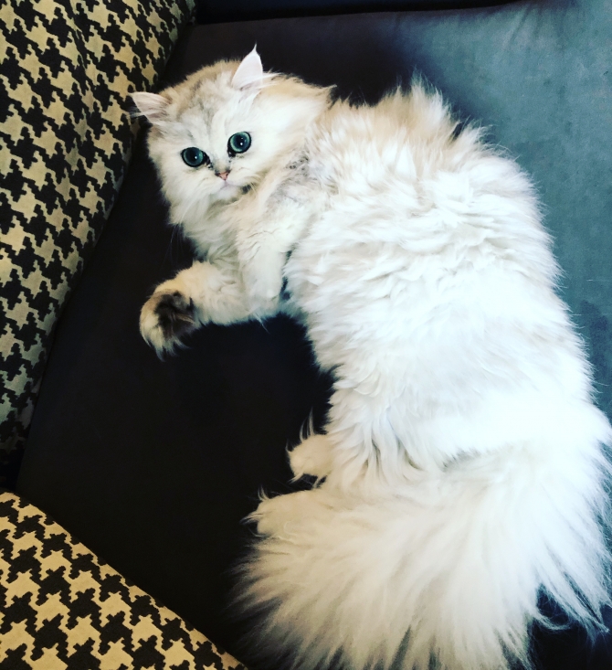 Teacup White Persian Male Cat