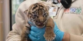 tiger for sale