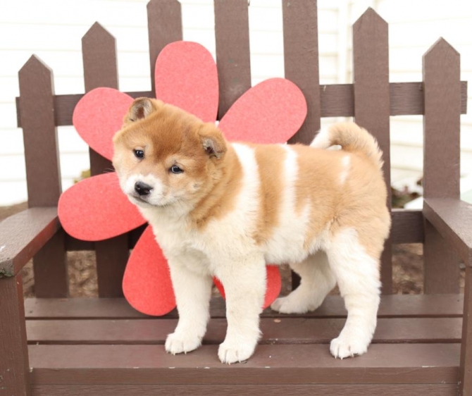 Lively Shiba Inu puppies for sale