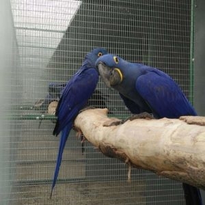 Female Hyacinth Macaw Parrot Needs a New Home