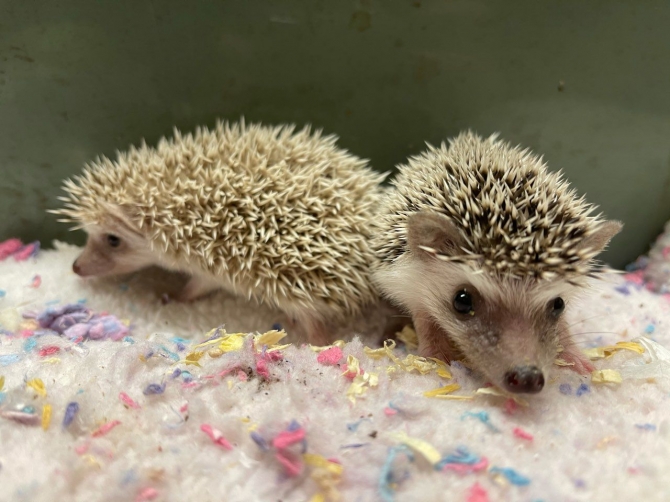 Baby pygmy hedgehogs