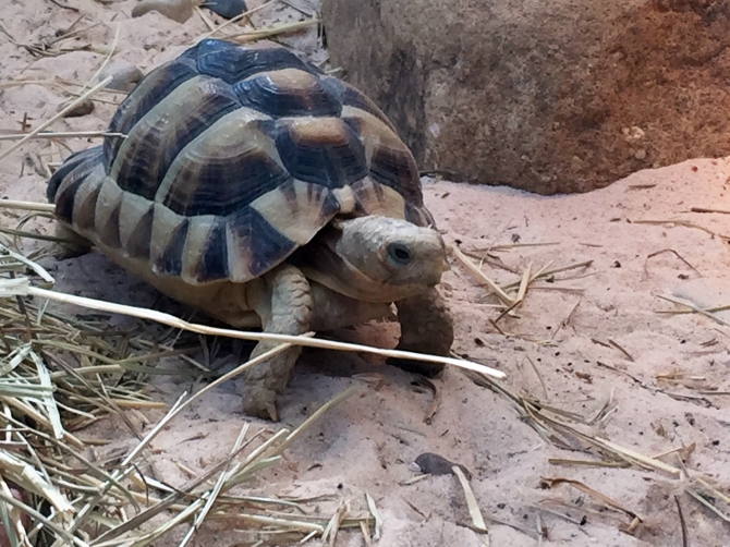 Egyptian Tortoise for sale