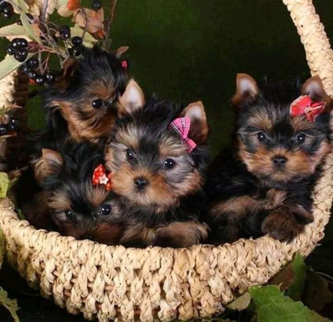 Cute Yorkie puppies for sale