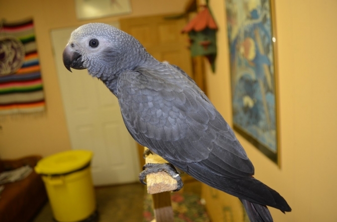 PARROTS-HEALTHY AND AFFORDABLE TAME KITTENS FOR SALE