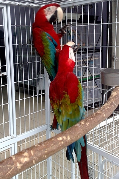 Parrots-healthy And Affordable Tame Kittens For Sale