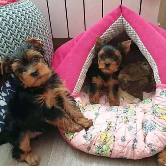 Adorable Teacup Yorkie pups Ready Now 