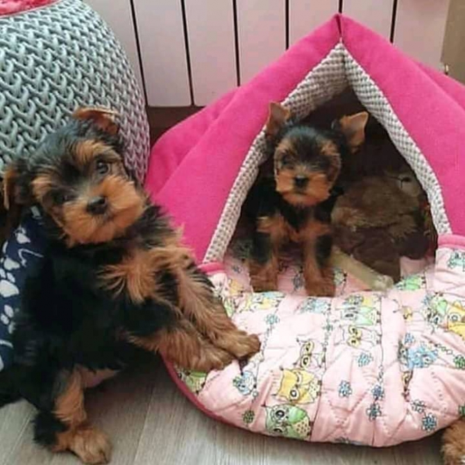 Adorable Teacup Yorkie Pups Ready Now 