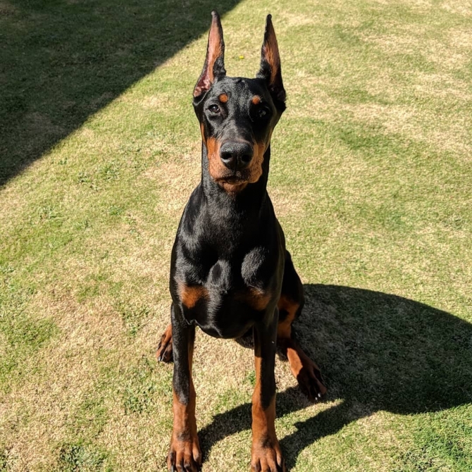 Male and female Doberman puppy ready for a new home 