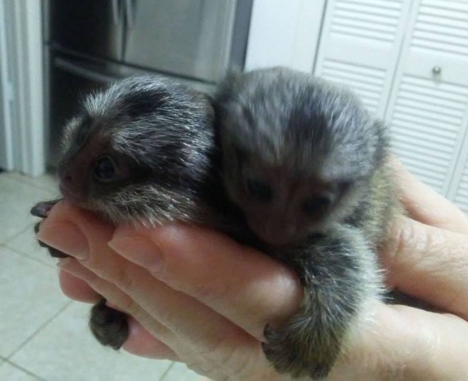 Adorable Marmoset monkeys for adoption