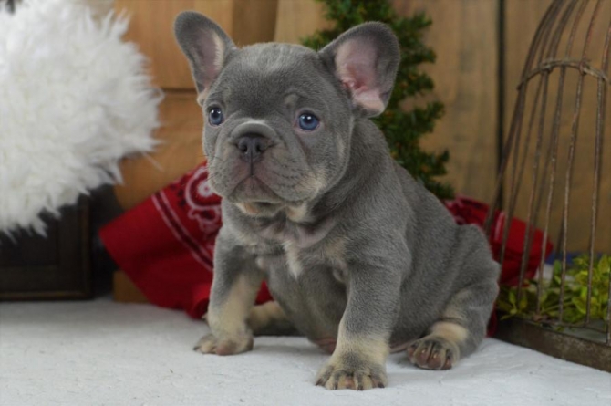 French bulldog puppies up for adoption