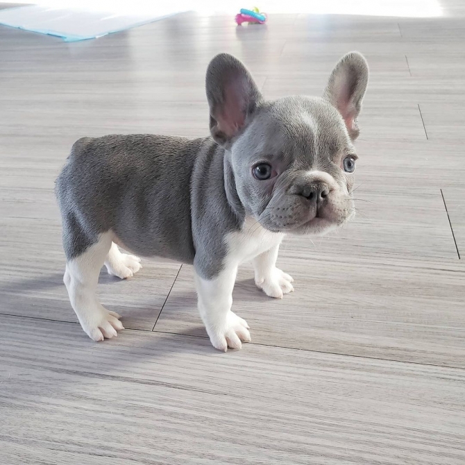 AKC Registered French Bulldog Puppy for sale