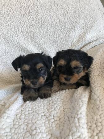 Yorkie puppies ready for new homes 