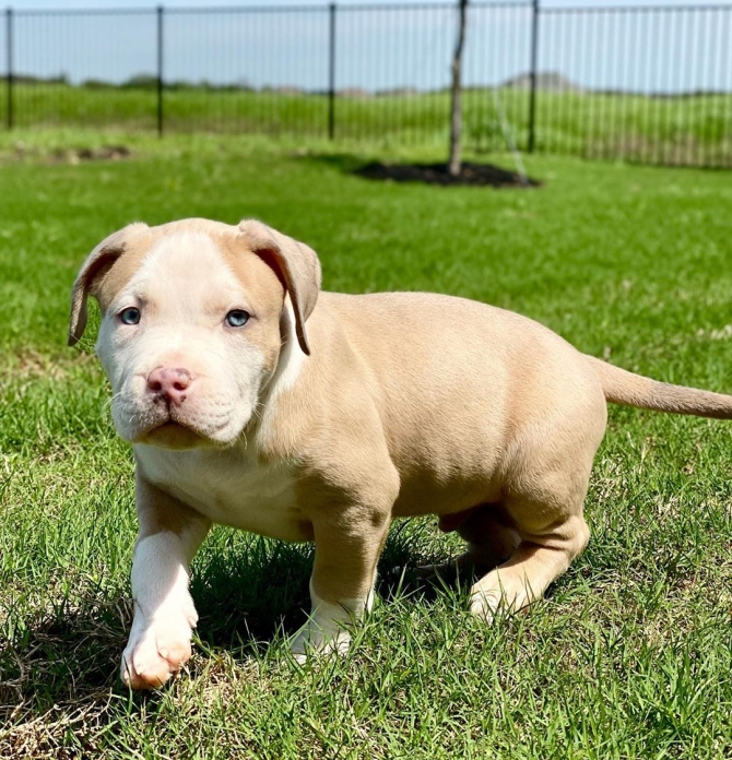 Active Male And Female American PITBULL Puppies 