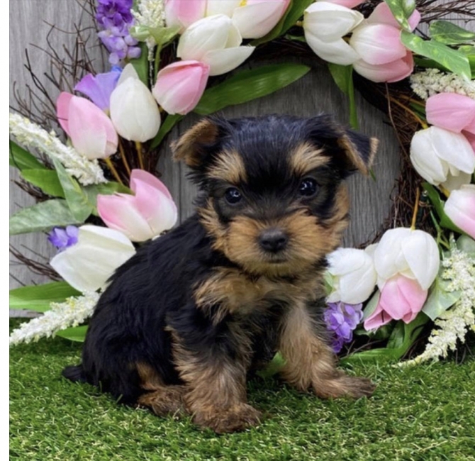 Teacup Yorkie Puppies For Sale 