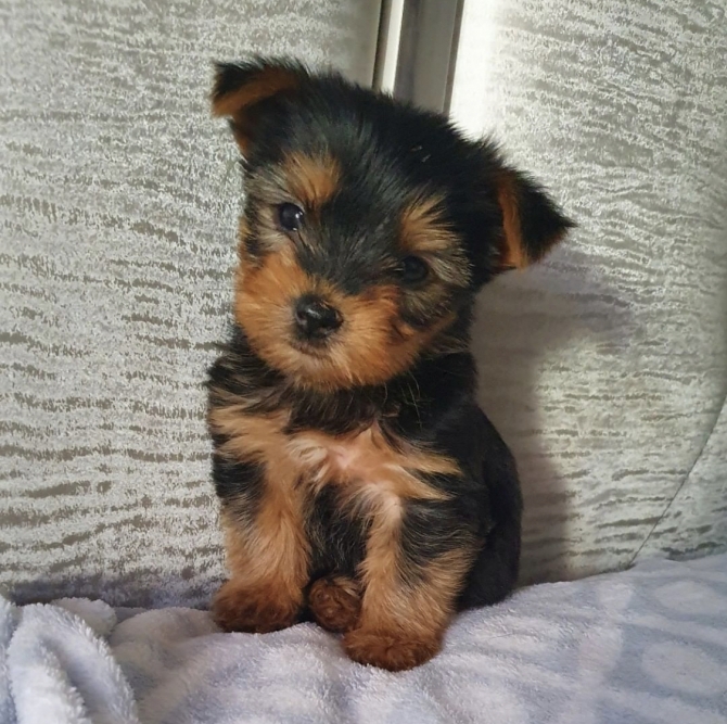 Teacup Yorkie puppies for sale 