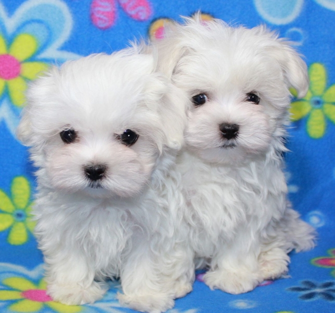 Teacup Maltese Puppies Needs a New Family