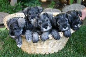 Buy Miniature Schnauzer Puppies For Sale 