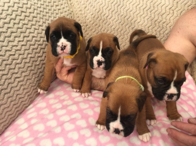 Sweet Boxer Pups Ready Now