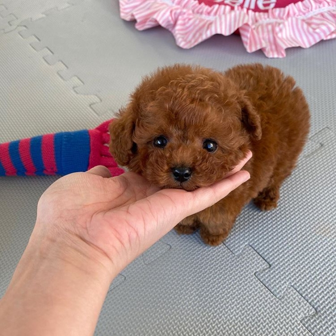 AKC Registered Tea-Cup Poodle Puppies