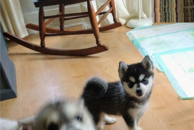 Pomsky And Husky Puppies Available