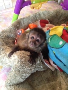 Adorable Marmoset And Capuchine Monkeys 