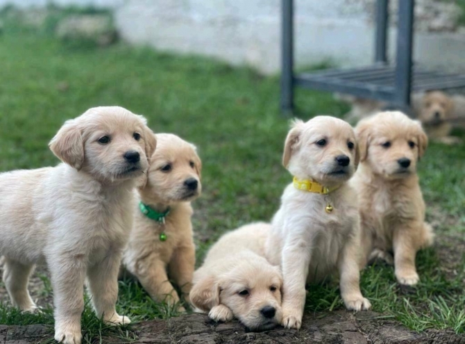 11 Weeks Old Microchipped Golden Retriever Pups