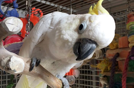 Parrots And Parrot Eggs For Sale