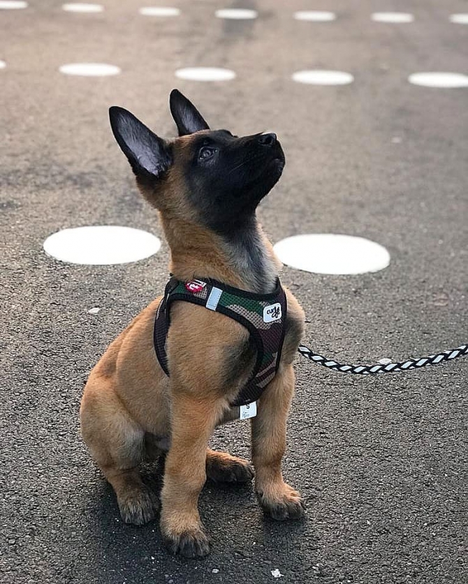 Belgian Malinois Puppies for sale