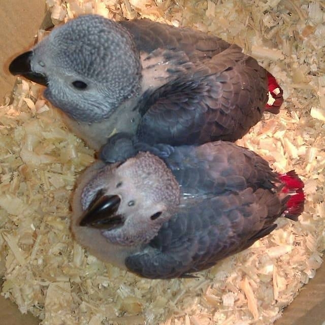 African grey babies and fertile eggs 