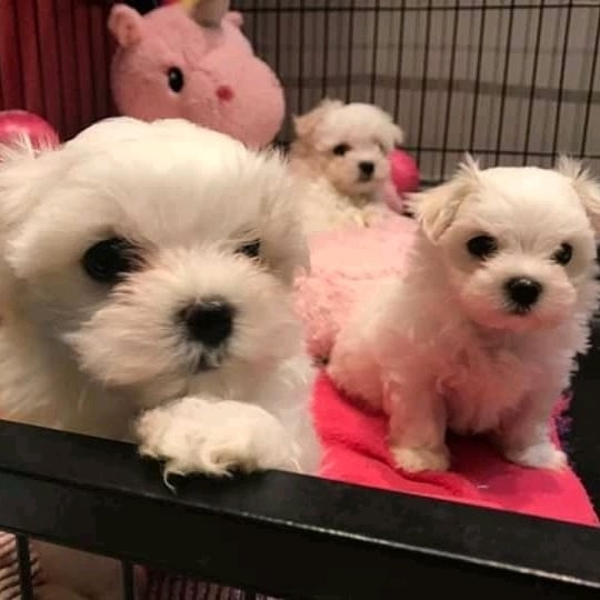 Reared In A Family Environment Maltese Puppies747 202-9216