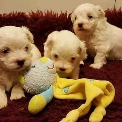 Awesome Maltese  Puppies- 299.00 US$ Oklahoma  717 685 5307