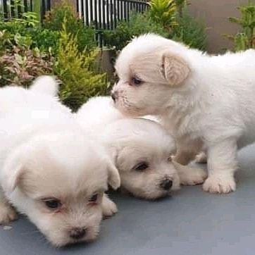 747 202-9216_.amazing little Maltese pups Decatur pups are fully vet checked