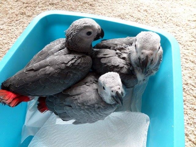 Parrots And Parrot Eggs For Sale